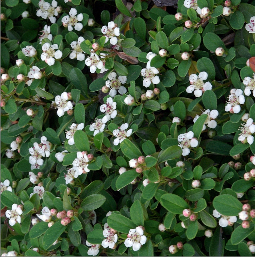 COTONEASTER PROCUMBENS QUEEN OF CARPET