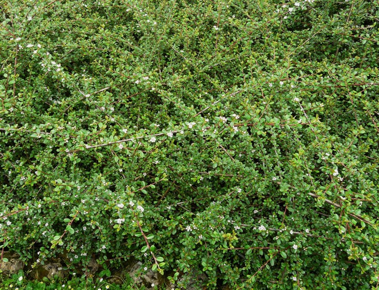 COTONEASTER DAMMERI RADICANS EICHHOLZ