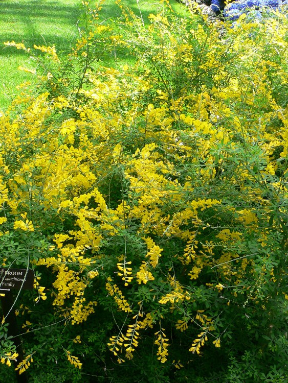 CYTISUS X RACEMOSUS