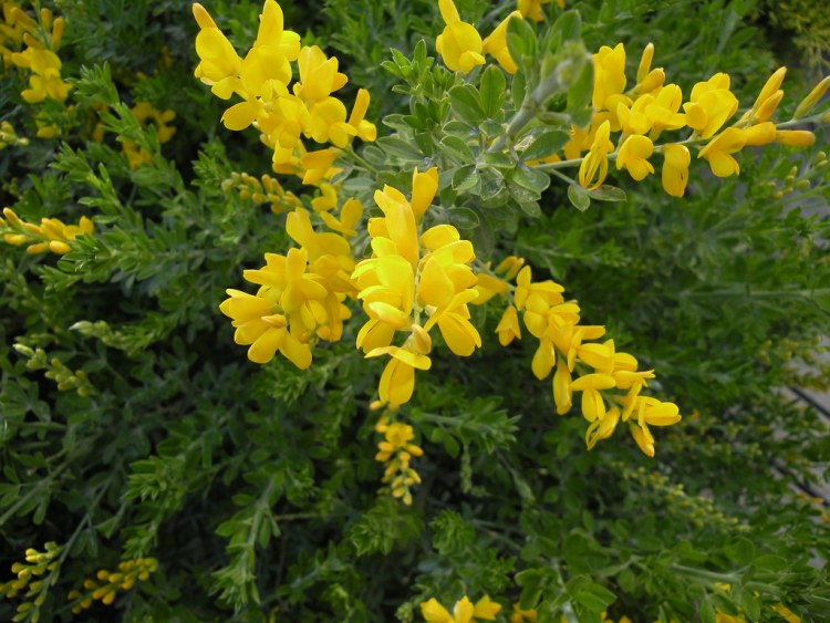 CYTISUS X RACEMOSUS