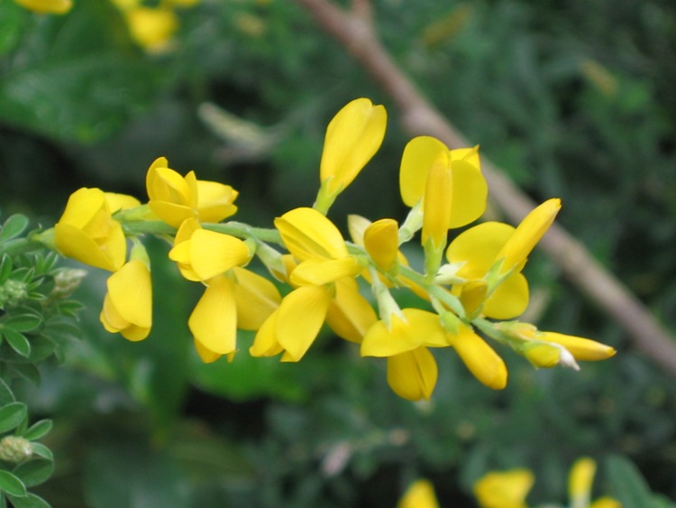 CYTISUS X RACEMOSUS