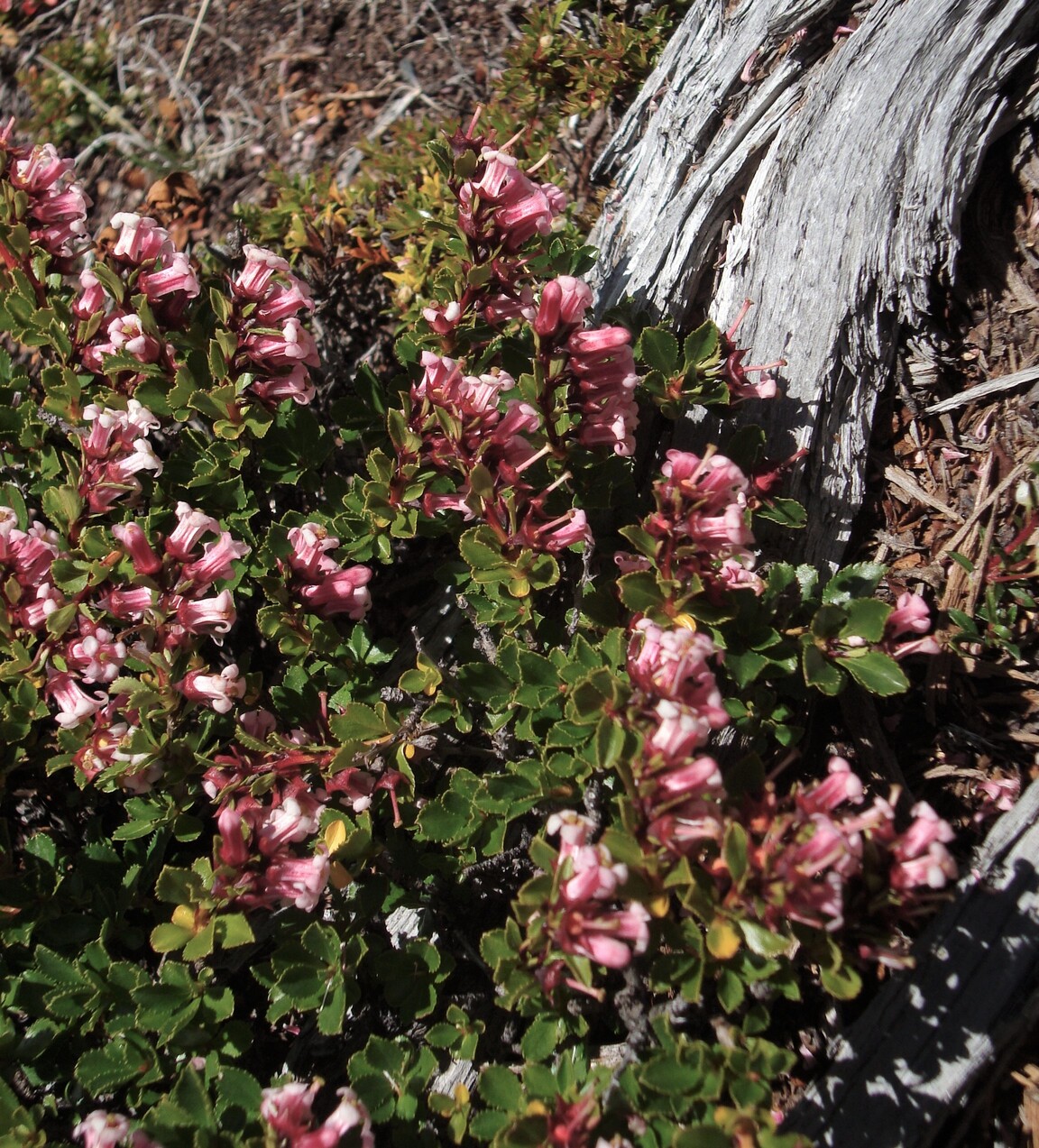 ESCALLONIA APPLE BLOSSOM