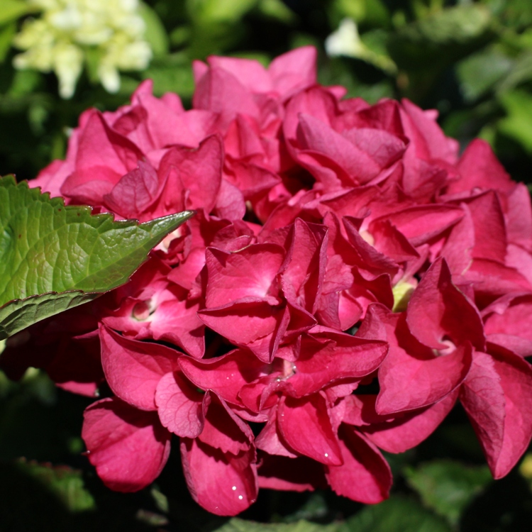 HYDRANGEA MACROPHYLLA HOT RED