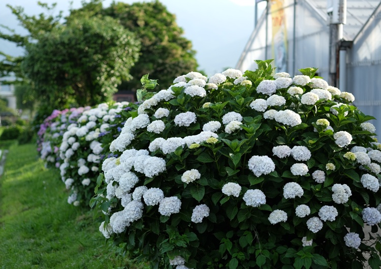 HYDRANGEA MACROPHYLLA IMMACULATA