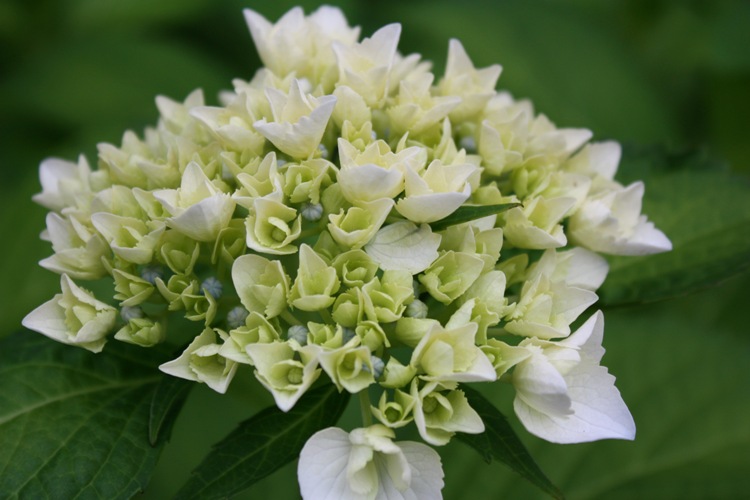 HYDRANGEA MACROPHYLLA IMMACULATA