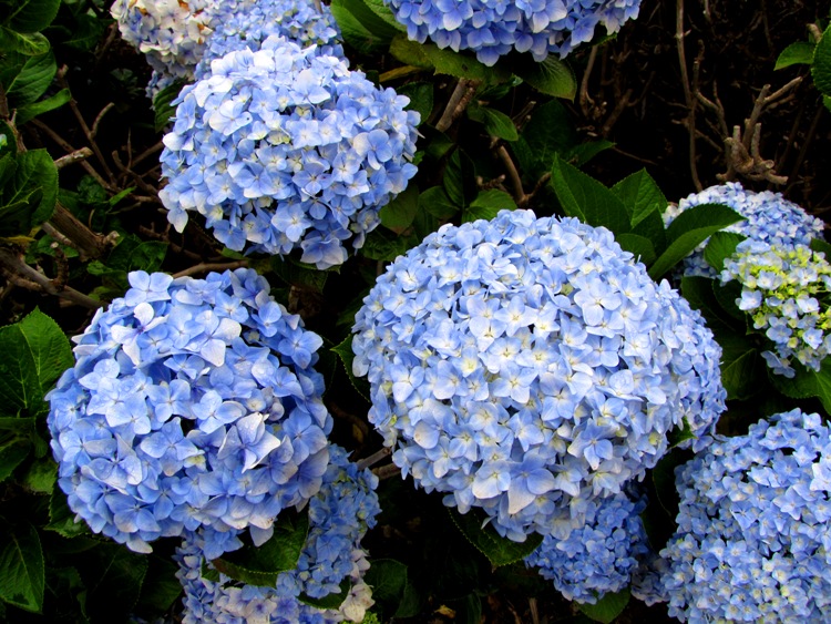 HYDRANGEA MACROPHYLLA ANDA