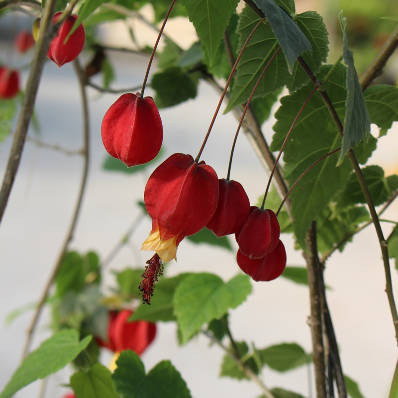 ABUTILON MEGAPONTICUM ASHFORD RED