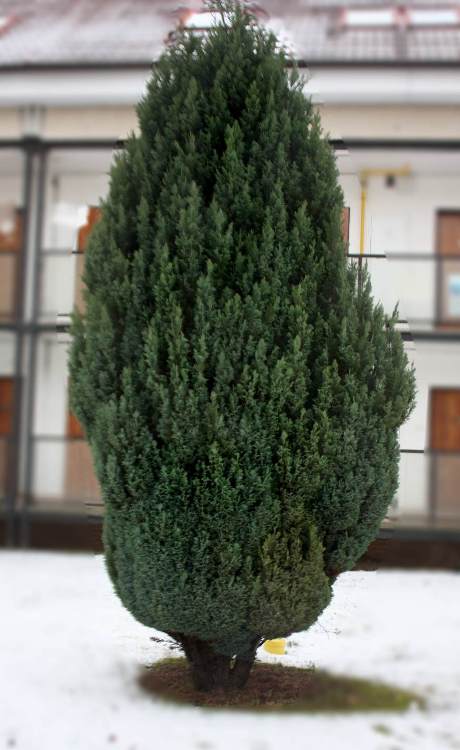 CHAMAECYPARIS LAWSONIANA COLUMNARIS