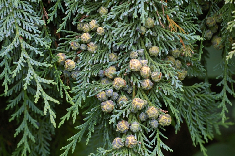 CHAMAECYPARIS LAWSONIANA COLUMNARIS