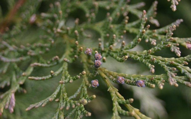 CHAMAECYPARIS LAWSONIANA COLUMNARIS