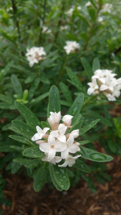 DAPHNE X TRANSATLANTICA B. ET. FRAGRANCE