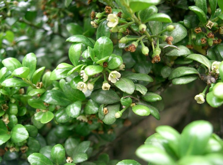 ILEX CRENATA CONVEXA