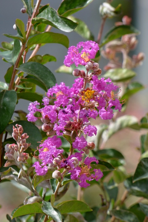 LAGERSTROEMIA INDICA PETITE ORCHID