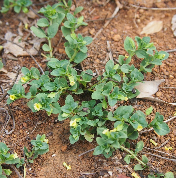 MECARDONIA (MECARDONIA PROCUMBENS)