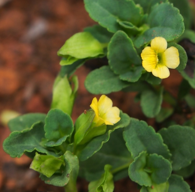 MECARDONIA (MECARDONIA PROCUMBENS)