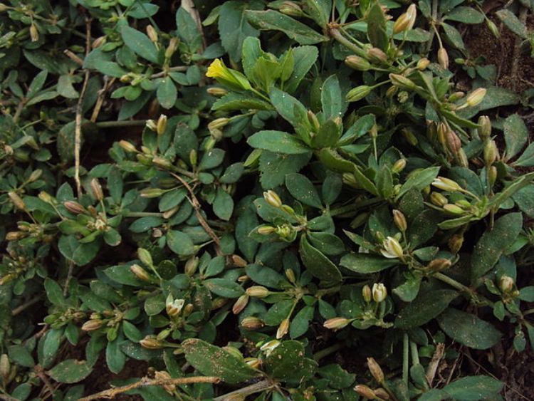 MECARDONIA (MECARDONIA PROCUMBENS)