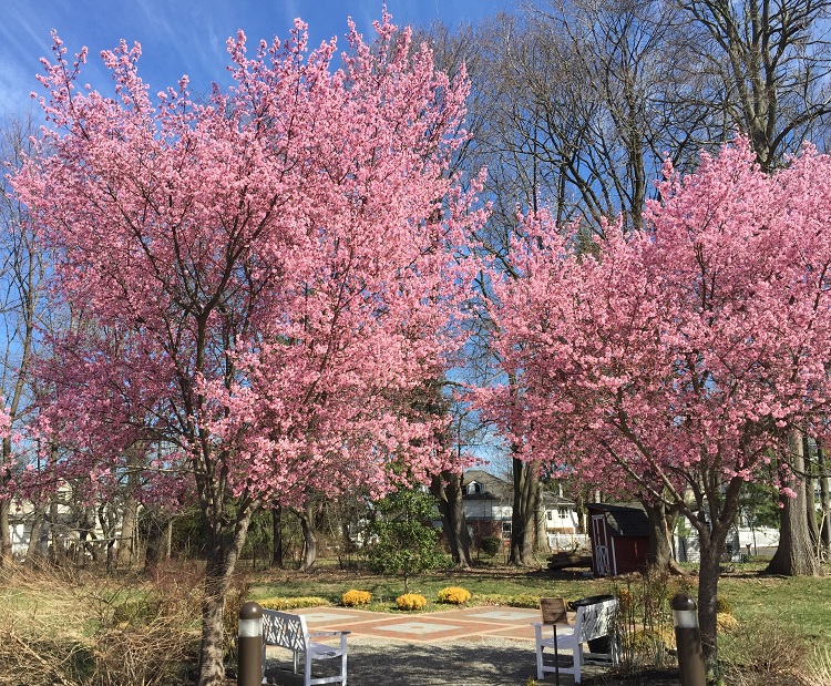 PRUNUS X IMCAMP OKAME