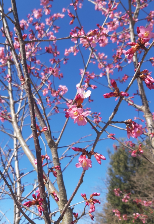 PRUNUS X IMCAMP OKAME
