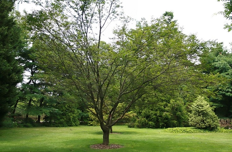 PRUNUS X IMCAMP OKAME