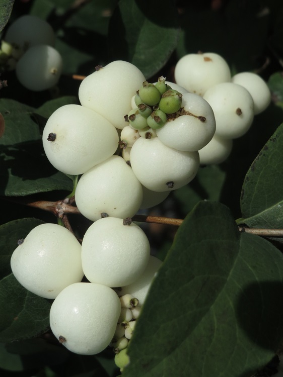 SYMPHORICARPOS X DOOREN. MAGICAL GALAXY