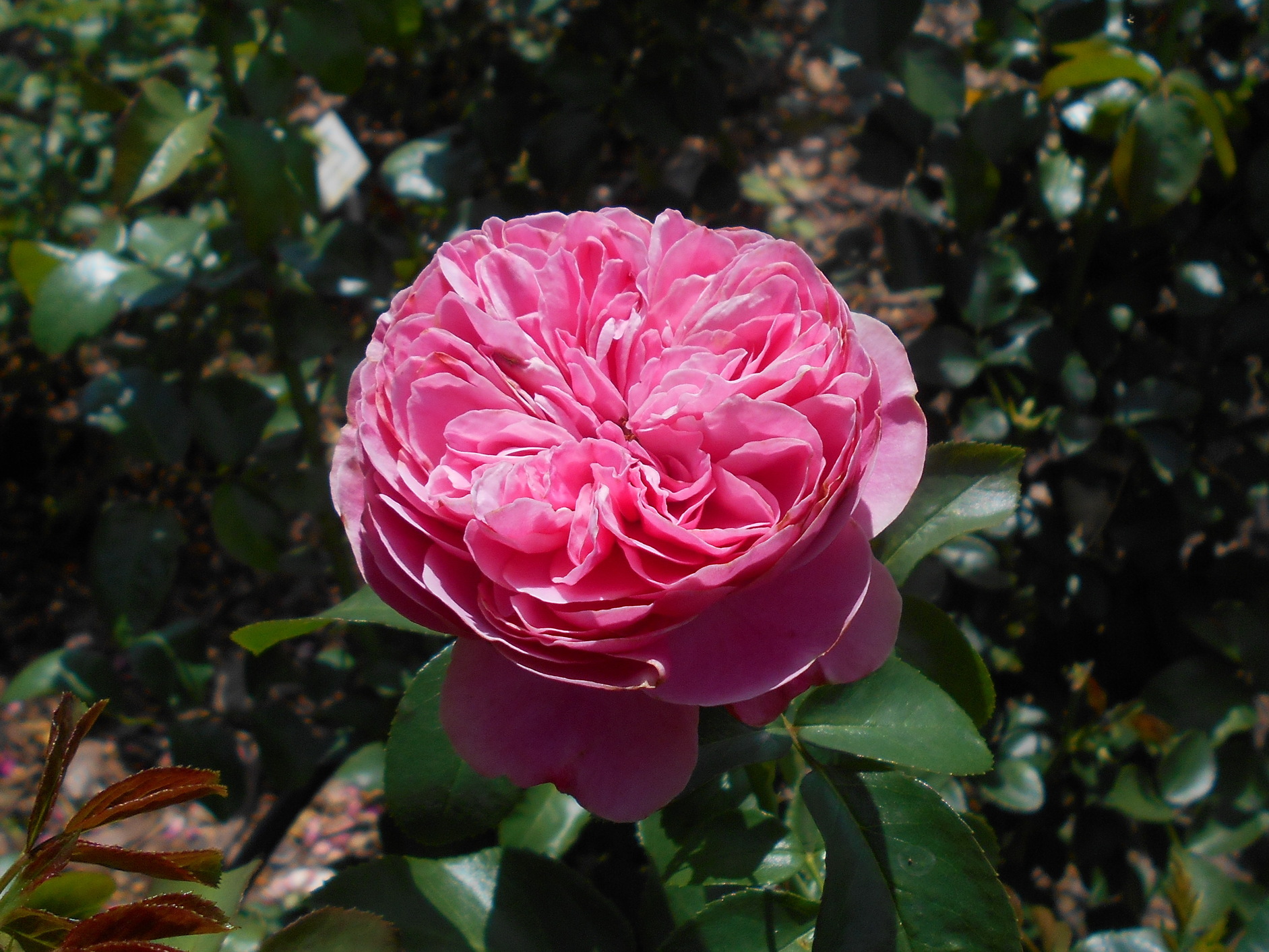 ROSA POLYANTHA LEONARDO DA VINCI