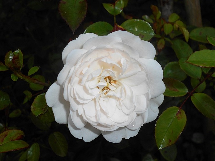 ROSA SNOW BALLET