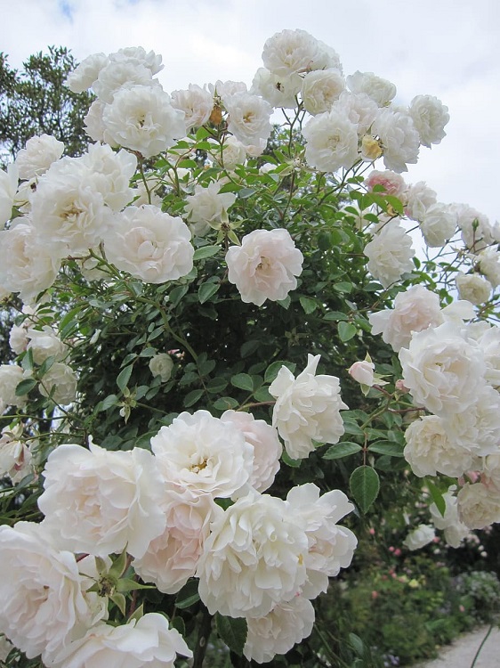 ROSA SNOW POP