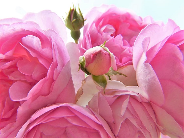 ROSA SWEET DRIFT