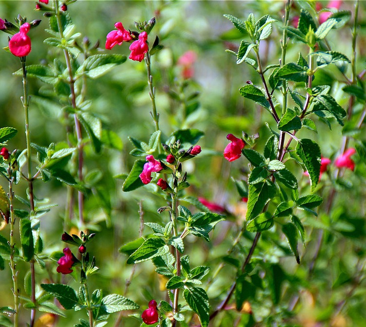 SALVIA MICROPHYLLA IN VARIETA'