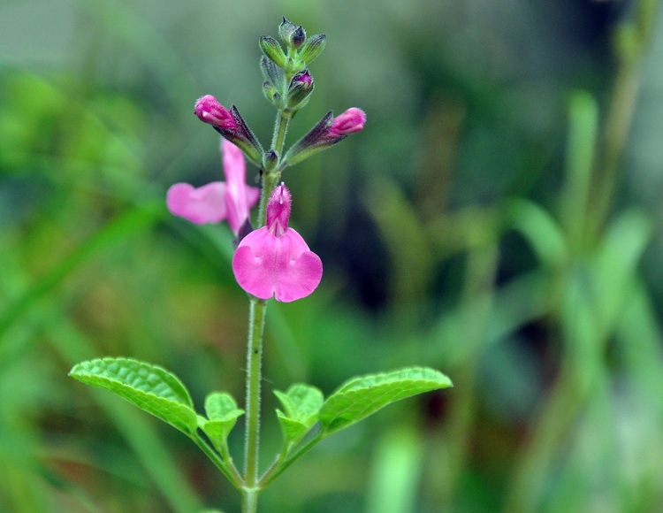 SALVIA MICROPHYLLA IN VARIETA'