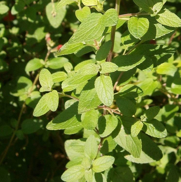 SALVIA MICROPHYLLA IN VARIETA'
