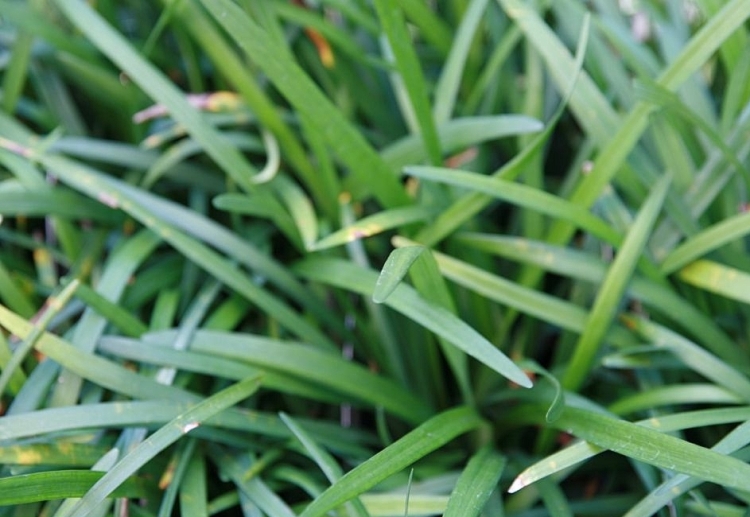 LIRIOPE MUSCARI PURPLE PASSION