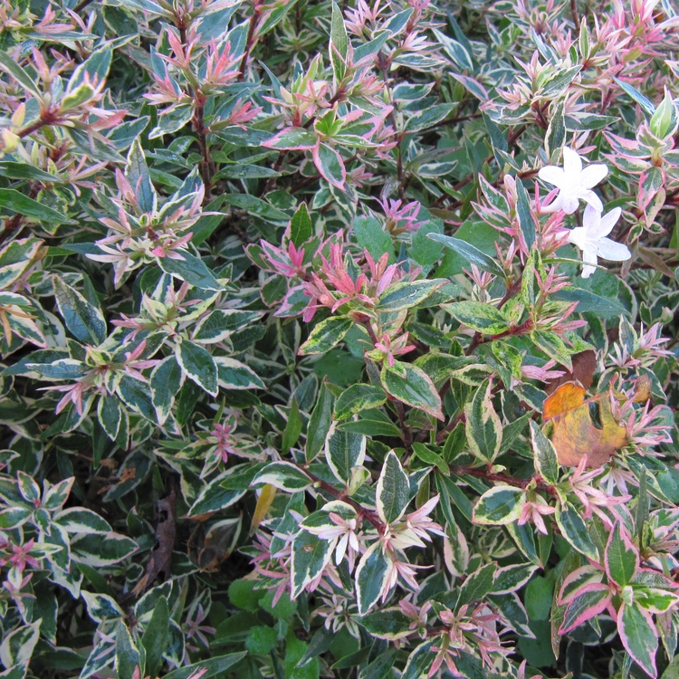ABELIA X GRANDIFLORA MAGIC DAYDREAM