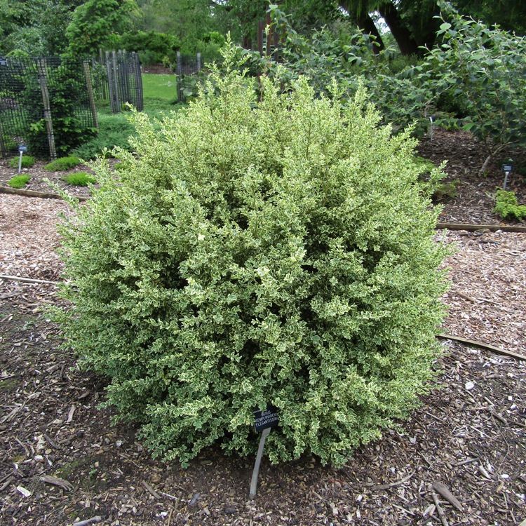 BUXUS SEMPERVIRENS VARIEGATA A PALLA