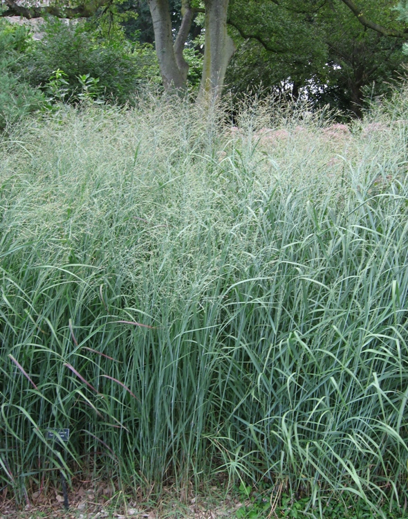 PANICUM VIRGATUM HEAVY METAL