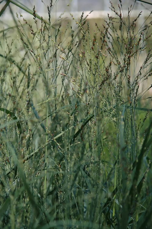 PANICUM VIRGATUM HEAVY METAL