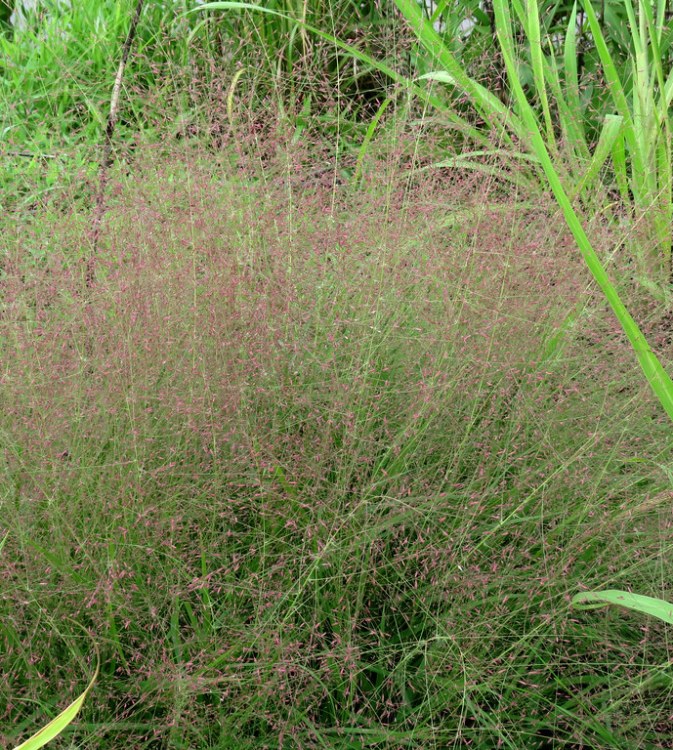 ERAGROSTIS SPECTABILIS
