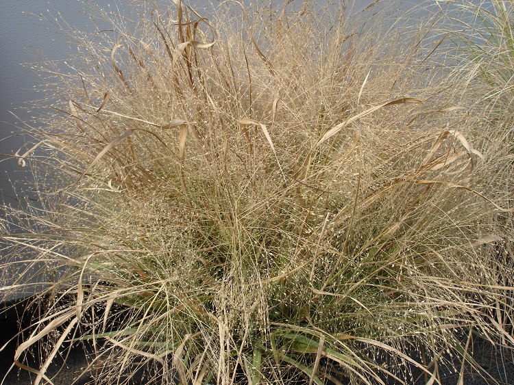 ERAGROSTIS SPECTABILIS