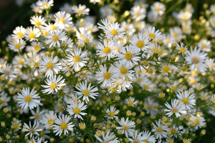 ASTER ERICOIDES SNOW FLURRY