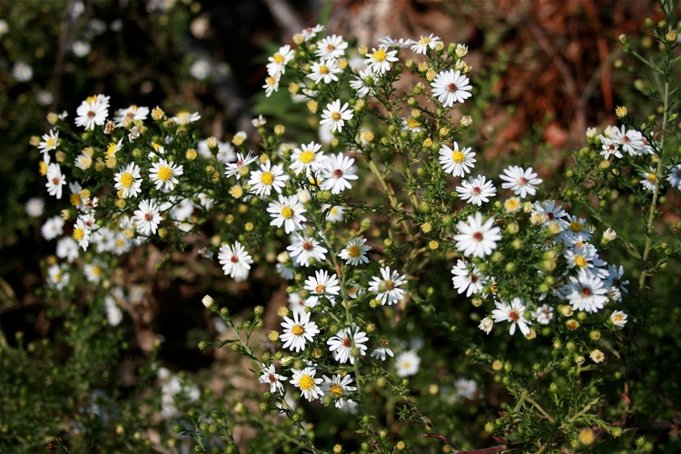 ASTER ERICOIDES SNOW FLURRY