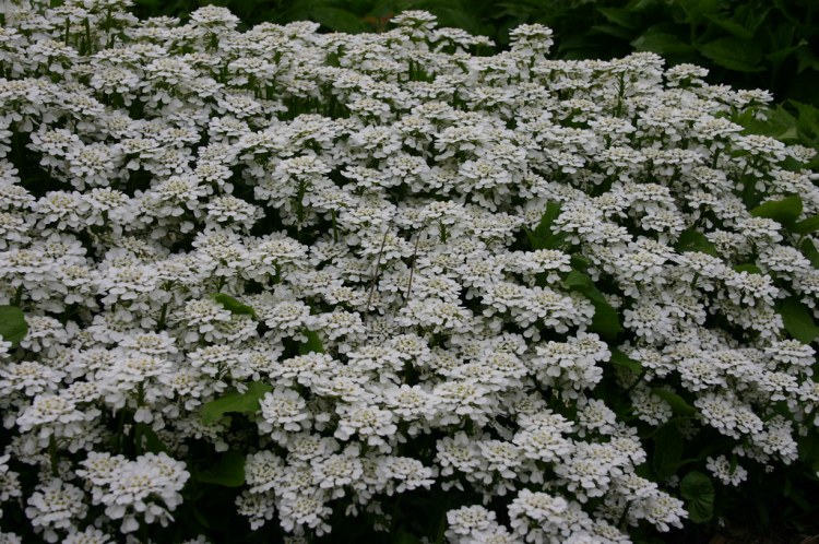 IBERIS SEMPERVIRENS MANTEAU BLANC