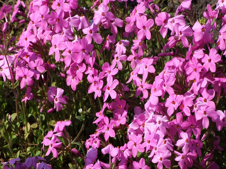 PHLOX STOLONIFERA RED RIDGE