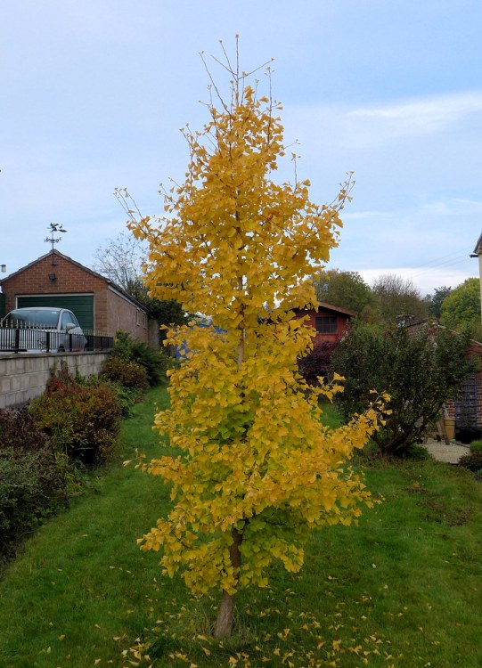 GINKGO BILOBA TIT