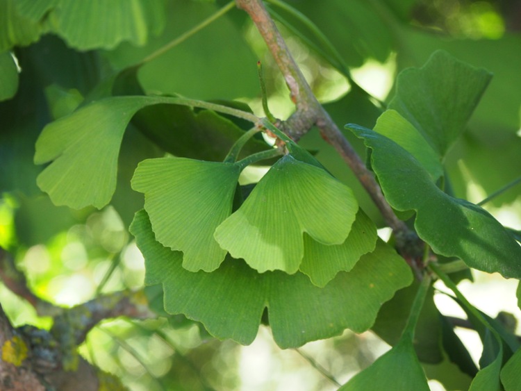 GINKGO BILOBA TIT