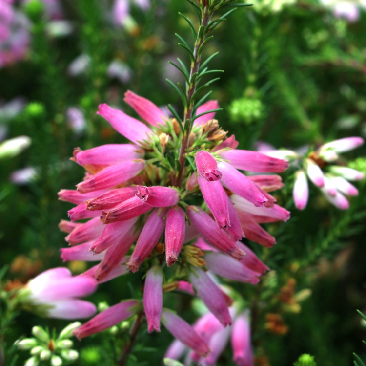ERICA VERTICILLATA