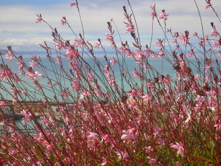 GAURA LINDHEIMERI ROSI JANE