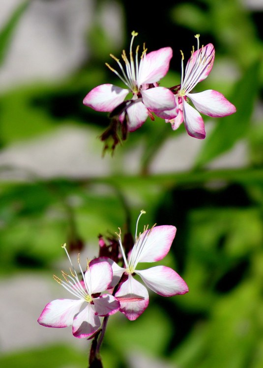 GAURA LINDHEIMERI ROSI JANE