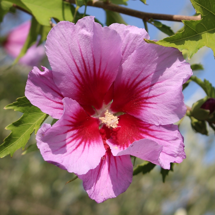 HIBISCUS SYRIACUS SUPER GIANT