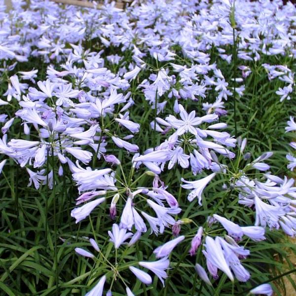 AGAPANTHUS UMBELLATUS STREAMLINE