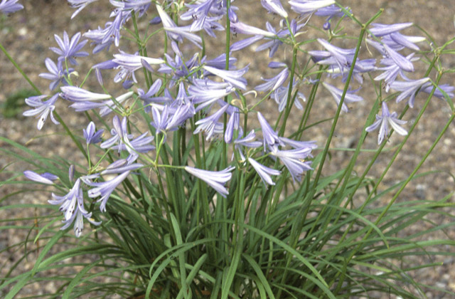 AGAPANTHUS UMBELLATUS STREAMLINE
